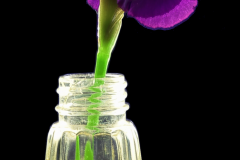 iris
