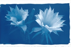 scannerCyanotype_20260617_0001_small