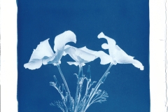 scannerCyanotype_20260617_0002_small