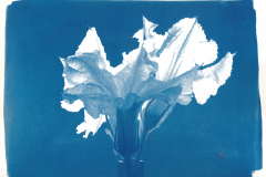 fioriDiZucca