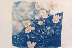 fiori Montagna